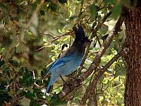 FAUNE 4 (32).JPG